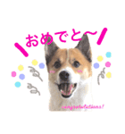 Happy Dog Happy Life I（個別スタンプ：22）