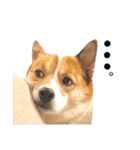 Happy Dog Happy Life I（個別スタンプ：23）