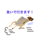Happy Dog Happy Life I（個別スタンプ：24）