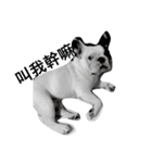 French bulldog Arnold（個別スタンプ：1）