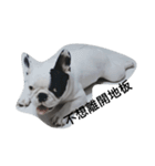 French bulldog Arnold（個別スタンプ：2）