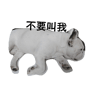 French bulldog Arnold（個別スタンプ：3）