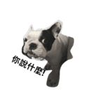 French bulldog Arnold（個別スタンプ：4）