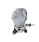 French bulldog Arnold（個別スタンプ：5）