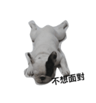 French bulldog Arnold（個別スタンプ：7）