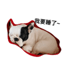 French bulldog Arnold（個別スタンプ：8）