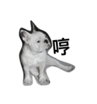 French bulldog Arnold（個別スタンプ：9）