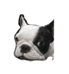 French bulldog Arnold（個別スタンプ：10）