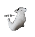 French bulldog Arnold（個別スタンプ：12）