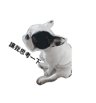 French bulldog Arnold（個別スタンプ：13）