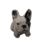 French bulldog Arnold（個別スタンプ：14）