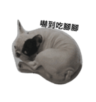 French bulldog Arnold（個別スタンプ：15）