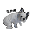 French bulldog Arnold（個別スタンプ：16）
