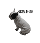 French bulldog Arnold（個別スタンプ：17）