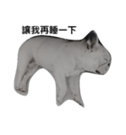 French bulldog Arnold（個別スタンプ：18）