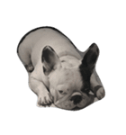 French bulldog Arnold（個別スタンプ：19）