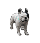 French bulldog Arnold（個別スタンプ：21）