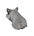 French bulldog Arnold（個別スタンプ：24）