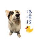 Cooper＆Sesame（個別スタンプ：6）
