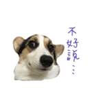 Cooper＆Sesame（個別スタンプ：7）