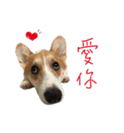 Cooper＆Sesame（個別スタンプ：8）