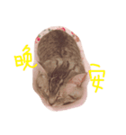 Timothy BB（個別スタンプ：16）