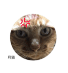 月猫（個別スタンプ：2）