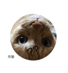 月猫（個別スタンプ：4）