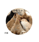 月猫（個別スタンプ：8）