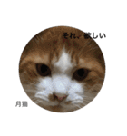 月猫（個別スタンプ：11）