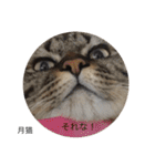 月猫（個別スタンプ：14）
