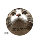 月猫（個別スタンプ：15）