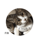 月猫（個別スタンプ：16）