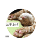 月猫（個別スタンプ：19）