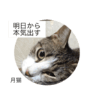 月猫（個別スタンプ：21）