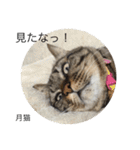 月猫（個別スタンプ：22）