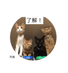 月猫（個別スタンプ：24）