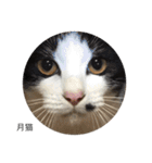 月猫（個別スタンプ：25）