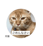 月猫（個別スタンプ：26）
