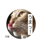 月猫（個別スタンプ：28）