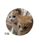 月猫（個別スタンプ：32）