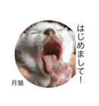 月猫（個別スタンプ：35）