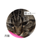 月猫（個別スタンプ：37）