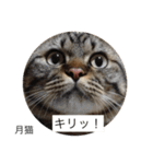 月猫（個別スタンプ：38）