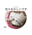 月猫（個別スタンプ：39）