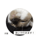 月猫（個別スタンプ：40）