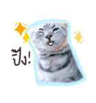 Fujisan : Funny crazy cat（個別スタンプ：1）