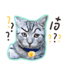 Fujisan : Funny crazy cat（個別スタンプ：3）