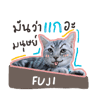 Fujisan : Funny crazy cat（個別スタンプ：6）