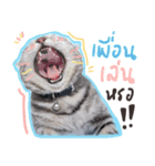 Fujisan : Funny crazy cat（個別スタンプ：18）